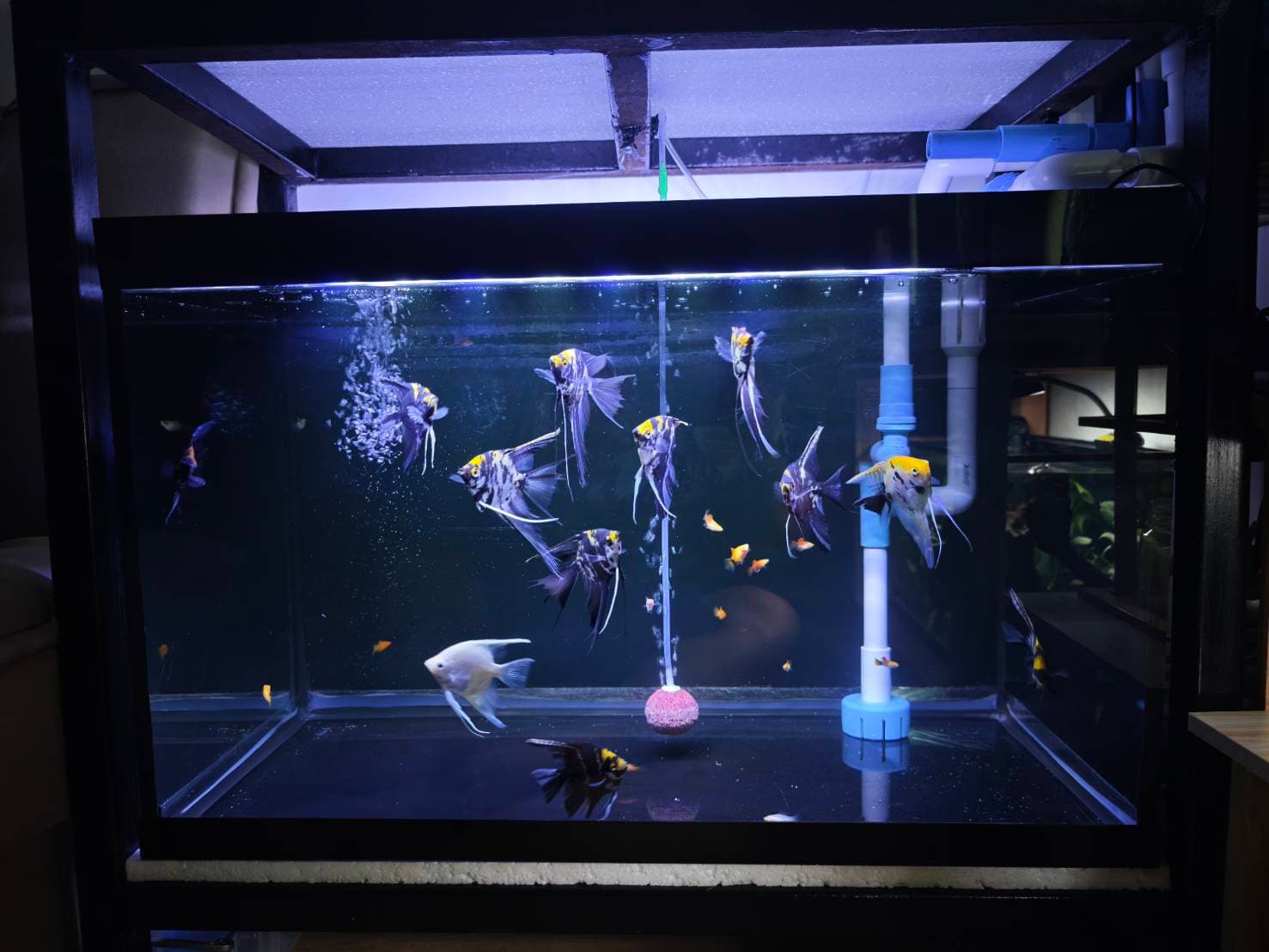 Angelic Elegance image 5