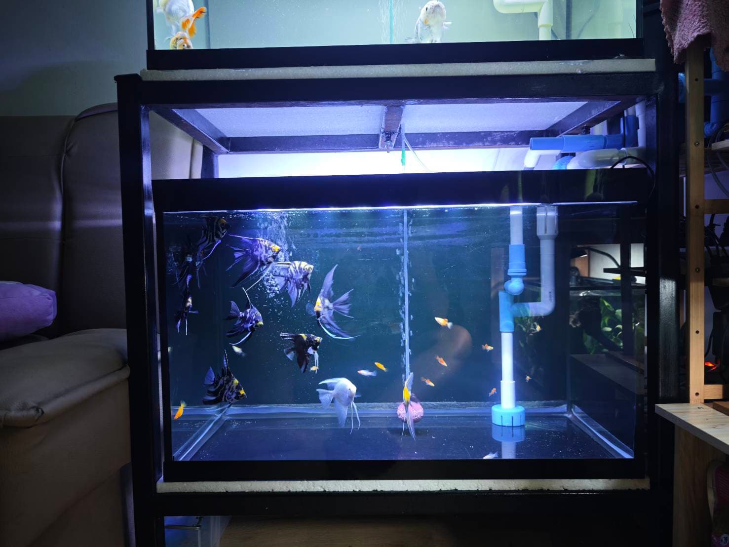 Angelic Elegance image 6