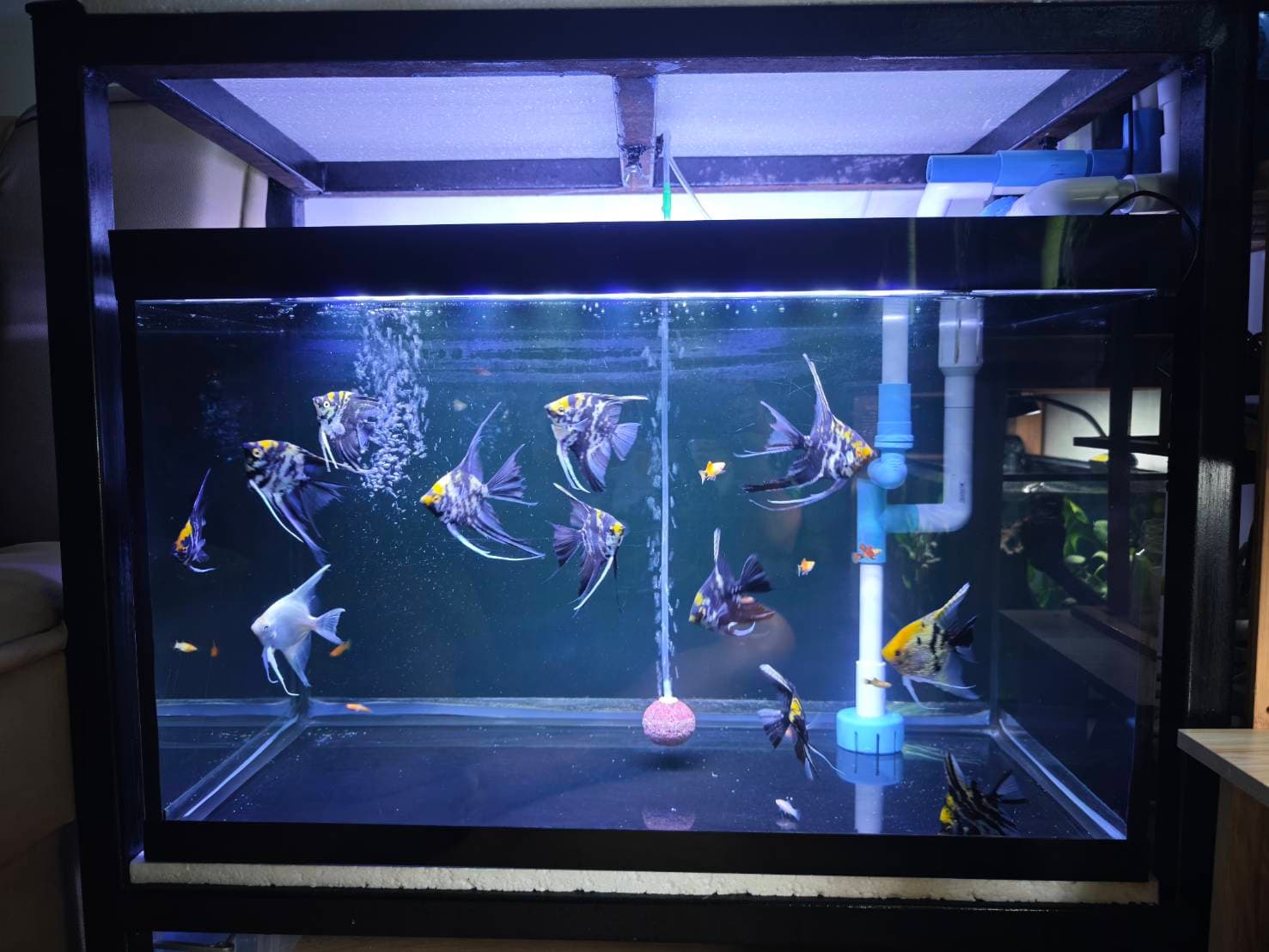 Angelic Elegance image 7