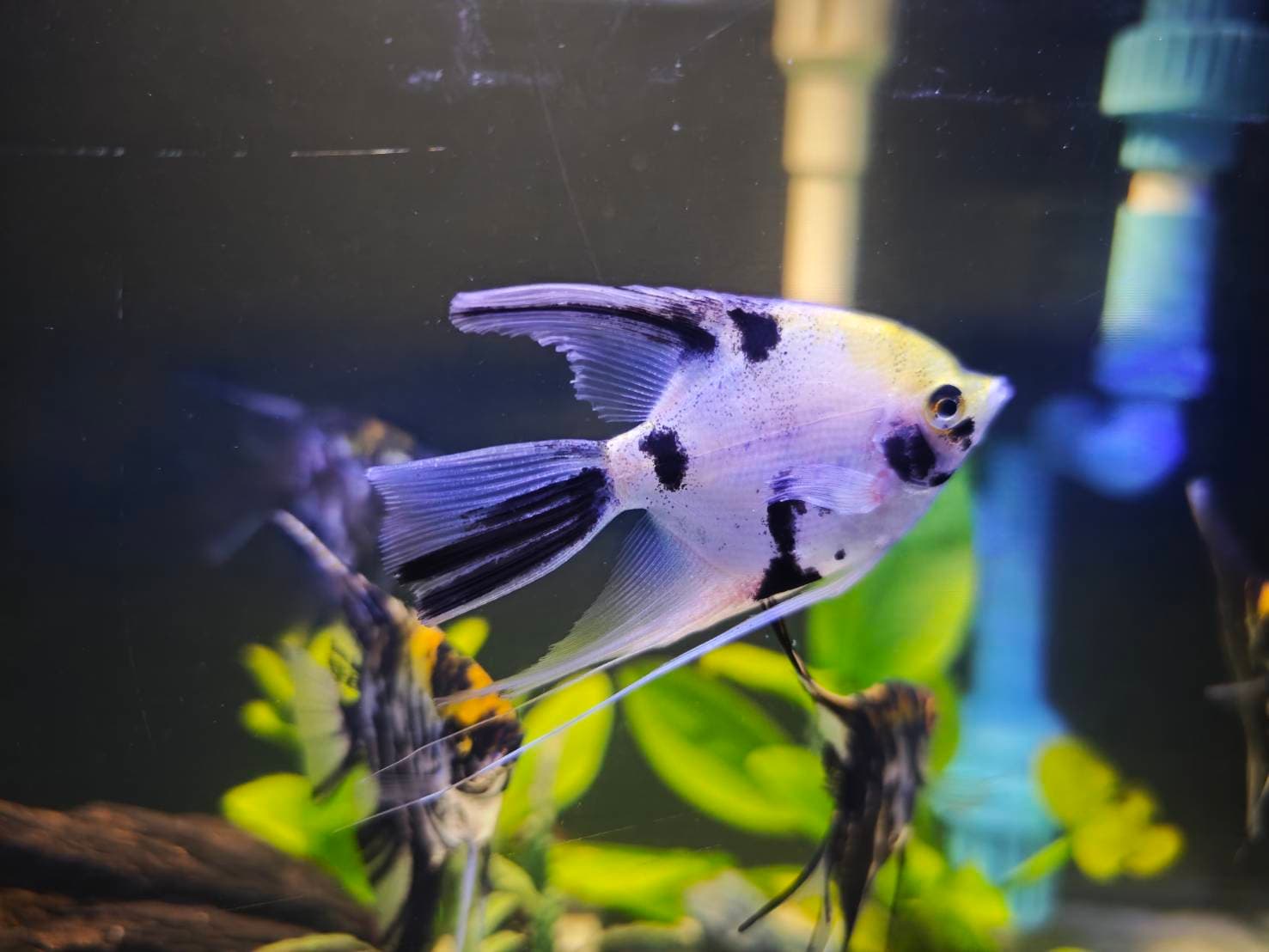 Angelic Elegance image 8