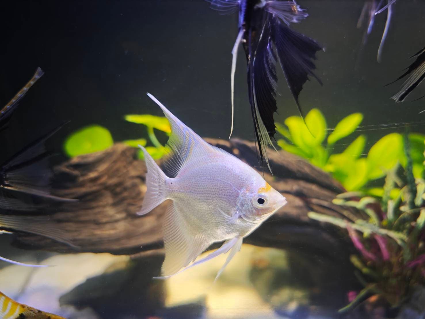 Angelic Elegance image 9