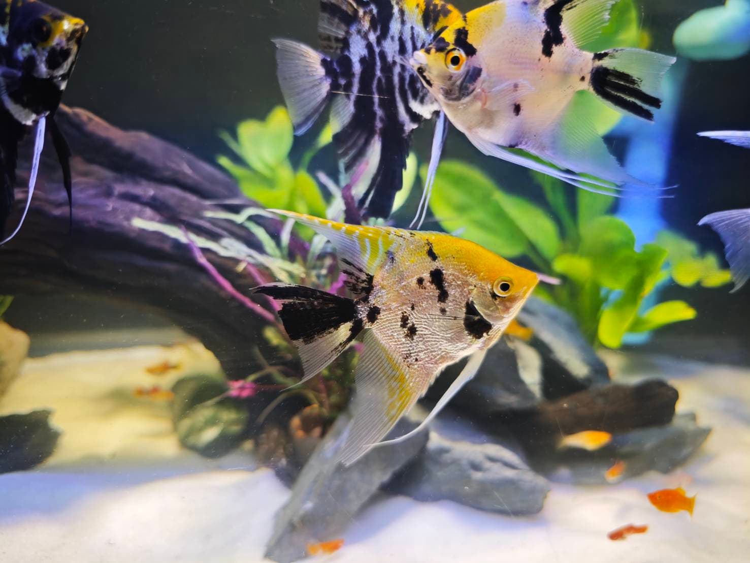 Angelic Elegance image 10