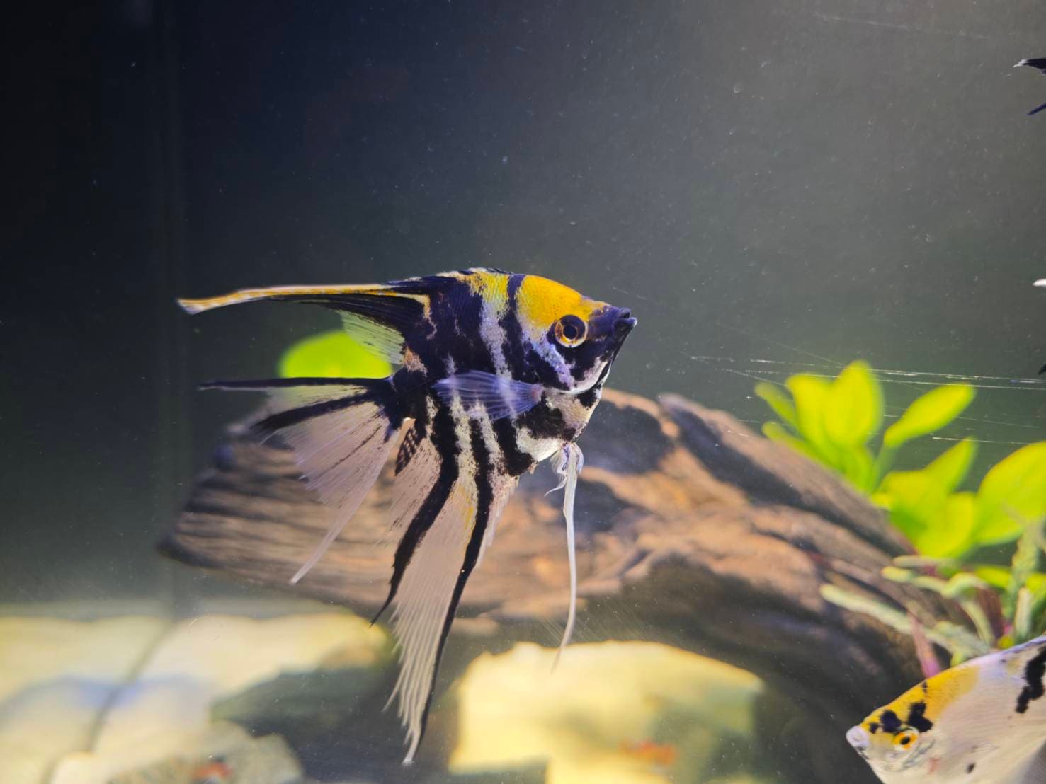 Angelic Elegance image 11