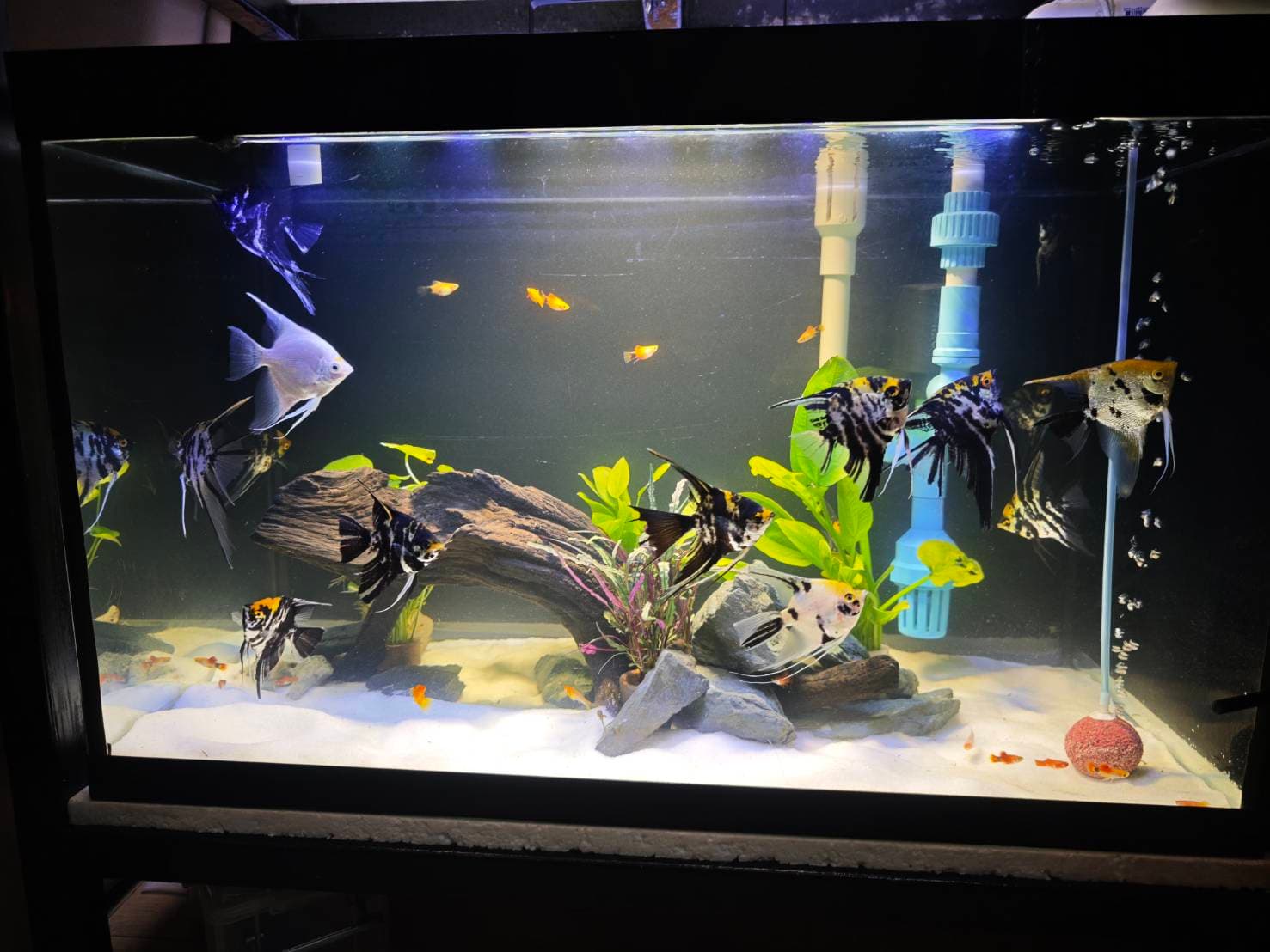 Angelic Elegance image 12