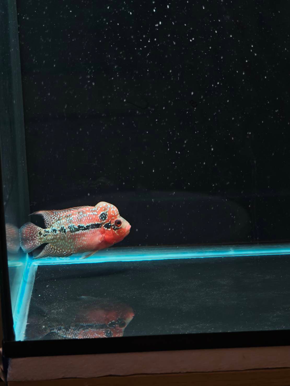 The Cichlid Personality image 1