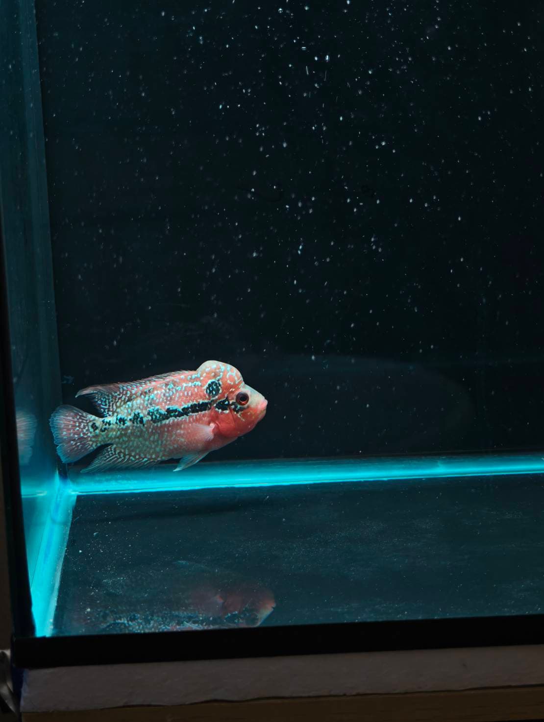 The Cichlid Personality image 2