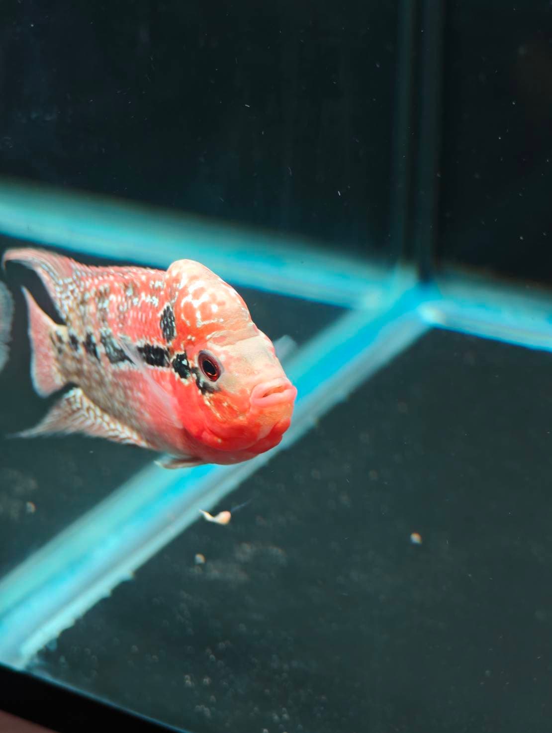 The Cichlid Personality image 3