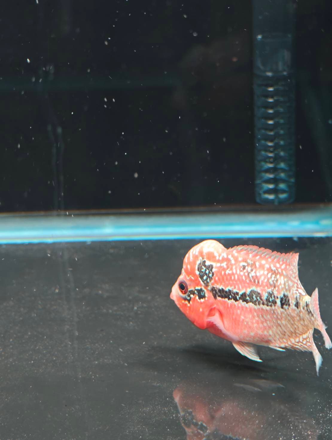 The Cichlid Personality image 4