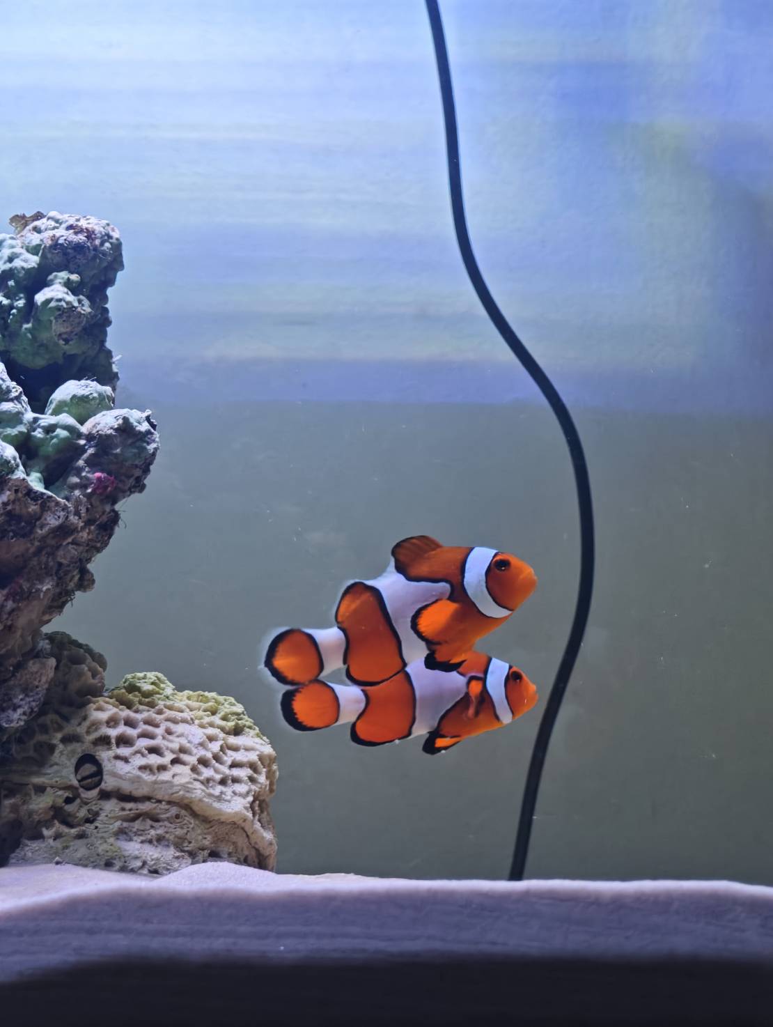 First Saltwater Tank image 1