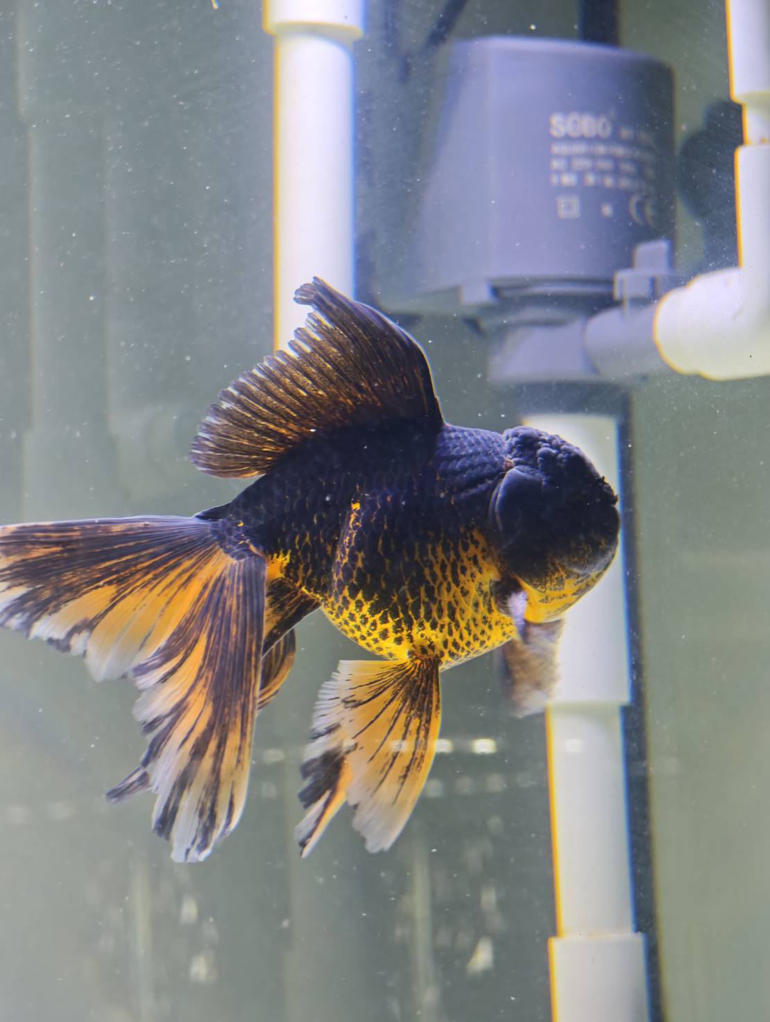 Goldfish Sanctuary image 4