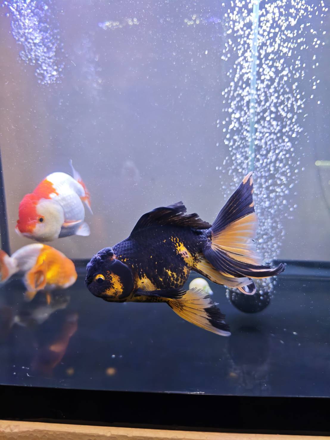 Goldfish Sanctuary image 10