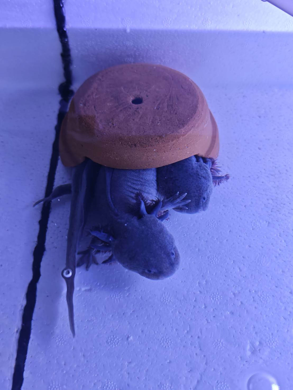 The Axolotl Colony image 1
