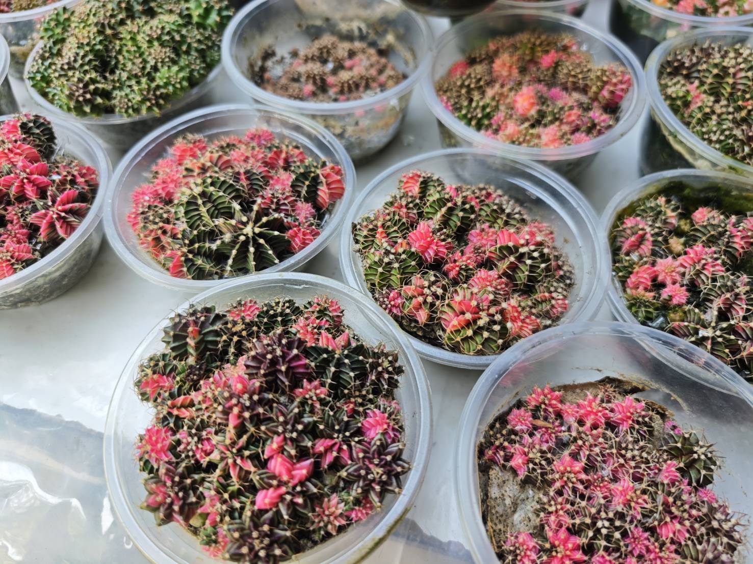 Cactus Collection image 1