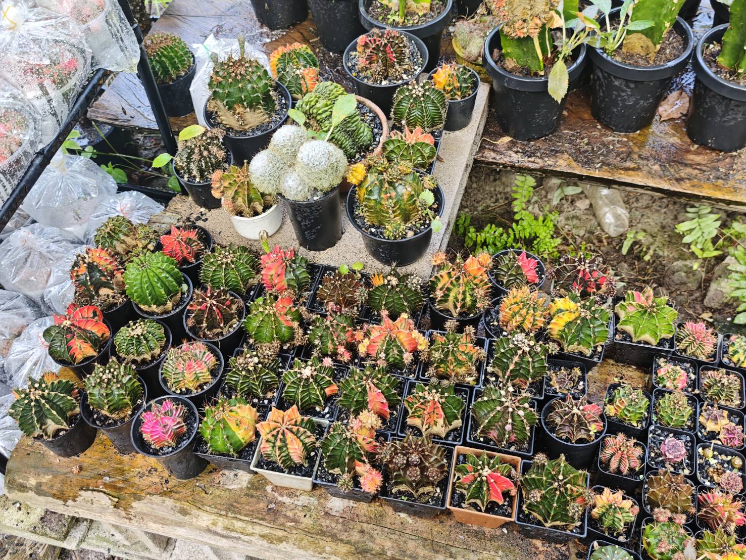 Cactus Collection image 5