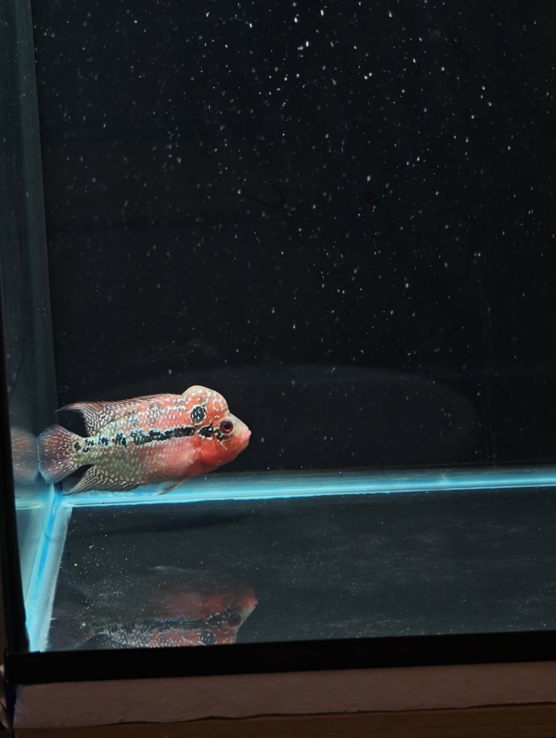 The Cichlid Personality image 1